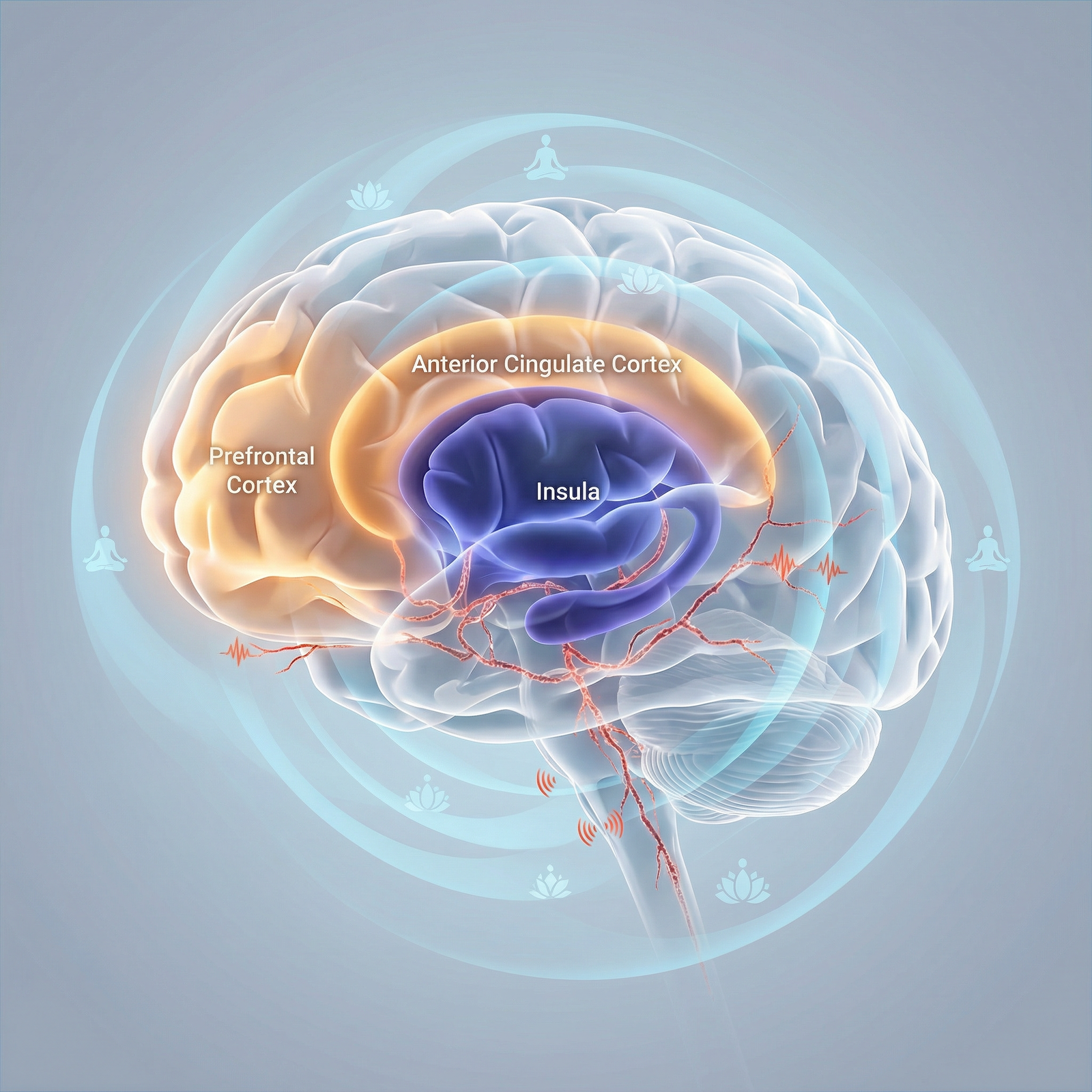 Brain regions involved in mindfulness and pain modulation Brain regions involved in mindfulness and pain modulation - Mindfulness for Harnessing Mindfulness for Effective Chronic Pain