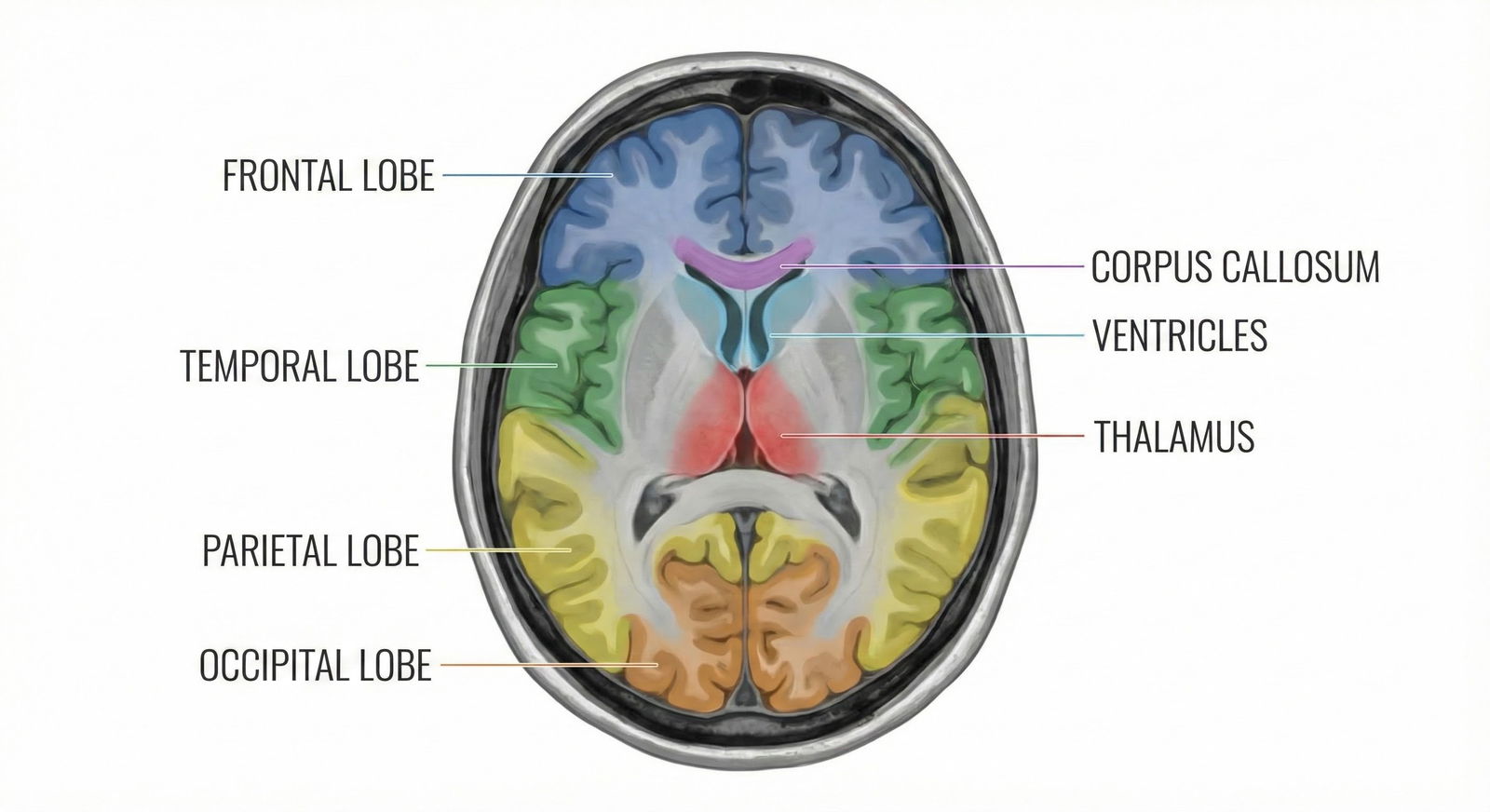 Medical student studying for board exams at a desk with notes and a laptop, looking focused but slightly tense Medical student studying for board exams at a desk with notes and a laptop, looking focused but slightly tense - for Daily T