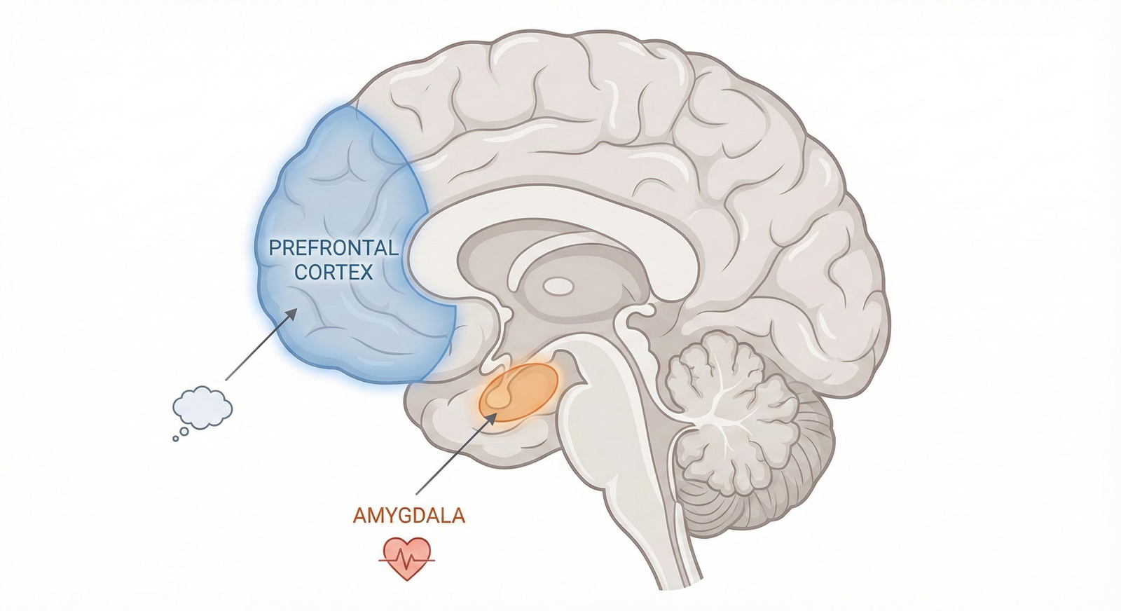 How Test Anxiety Correlates With Step Scores: What Studies Show