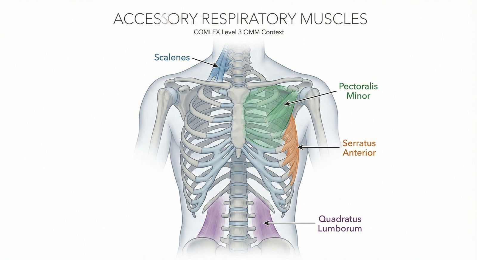 Illustration of rib cage with labeled muscles for muscle energy -  for COMLEX Level 3 OMM: The Manipulation Set-Ups They Keep